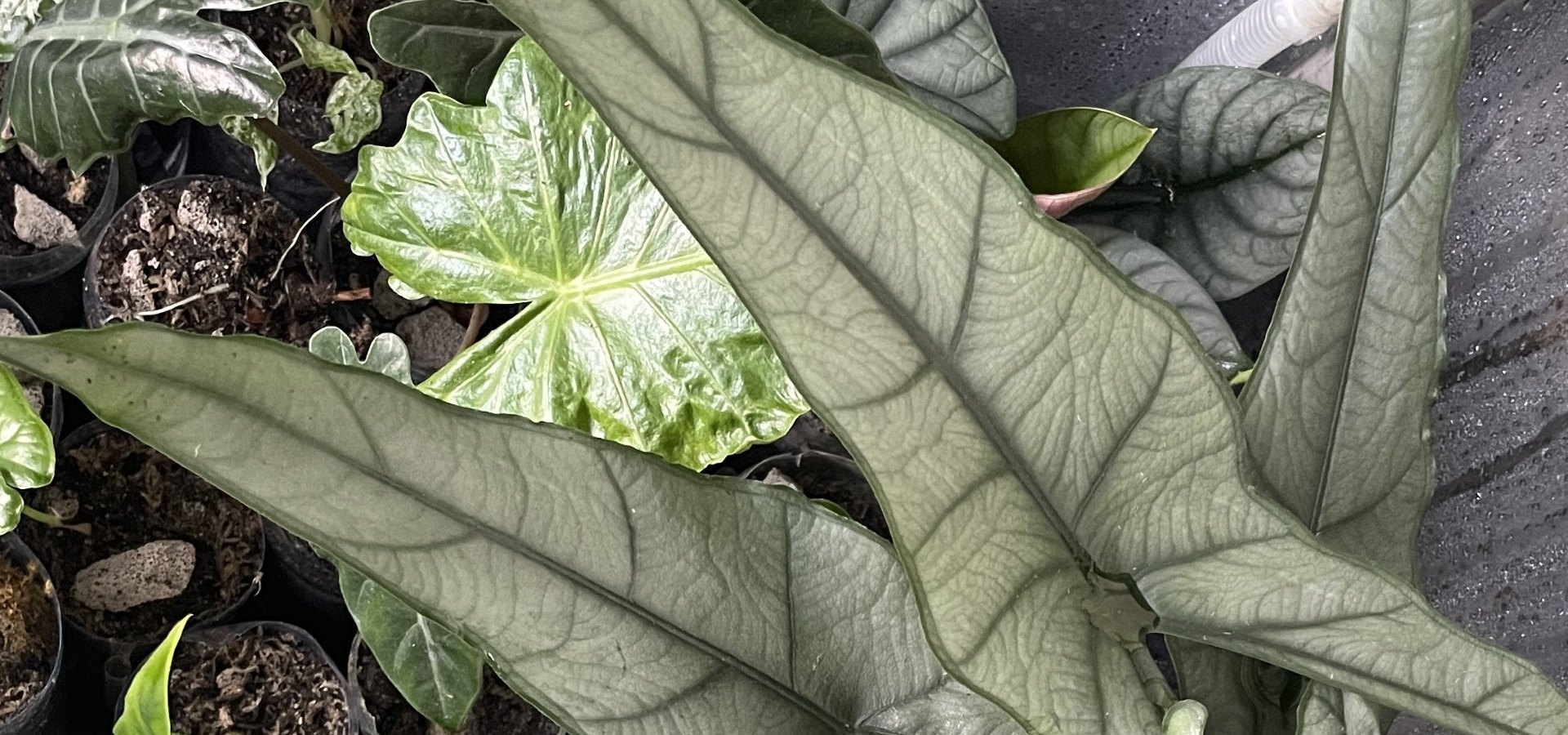 Alocasia of the Month